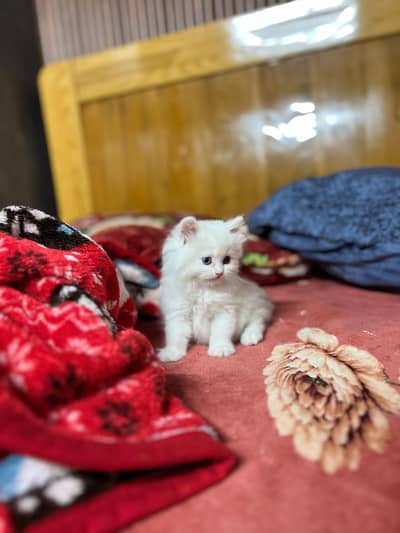 persian cat odd eyes triple Cote