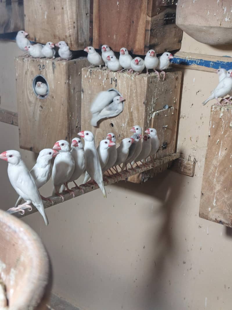 White Java Breeder Pair avaliable . 0