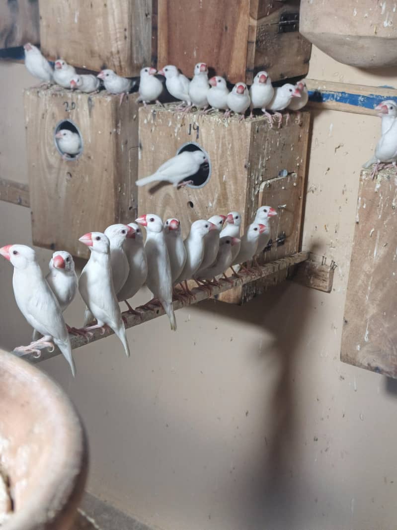 White Java Breeder Pair avaliable . 1