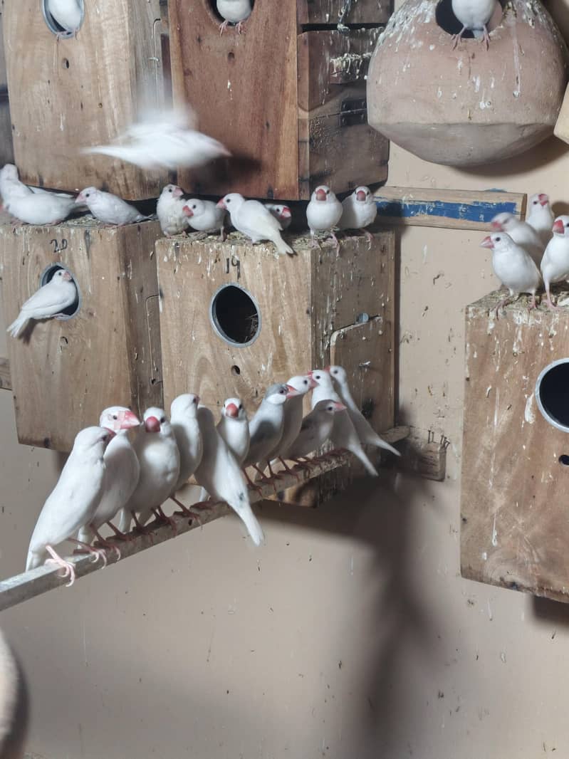 White Java Breeder Pair avaliable . 2