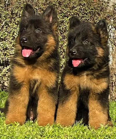 German Shepherd