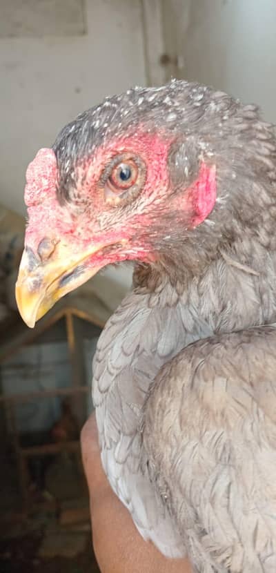 3 murgiya for sale in lahore 1 barmi 2 Thai 3 Thai jes Bhai ko samj ay