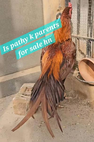 Pure miawali aseel breed