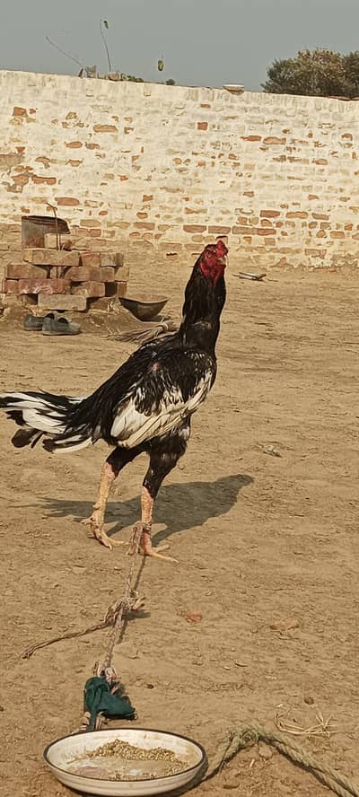 aseel saletha Kam ka patha