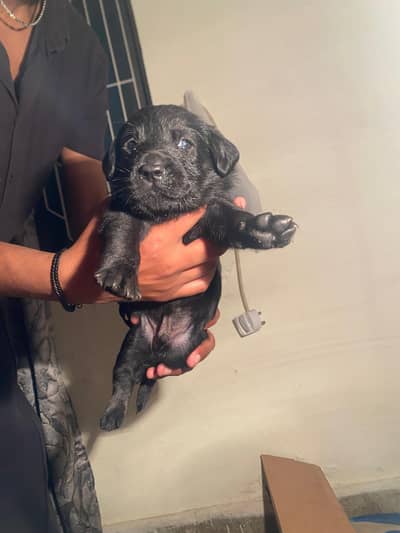 Labrador puppies 1 male 3 females available