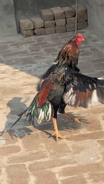 pure Aseel murga for sale urgent sale