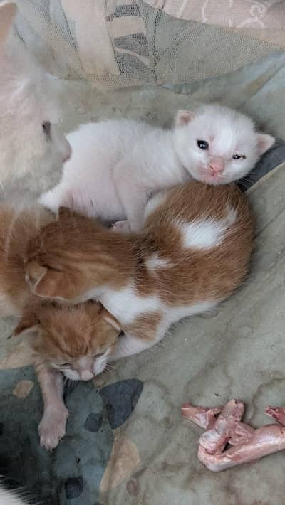 3 baby 1 cat