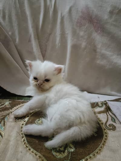 Persion Fluffy White Kitten