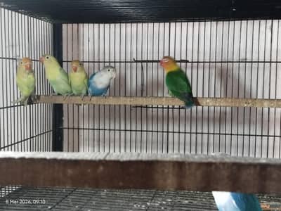 Love birds . . . per piece 1000