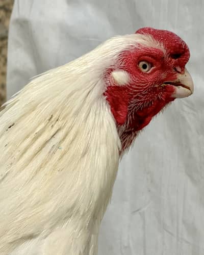 Parrot Beak Male White