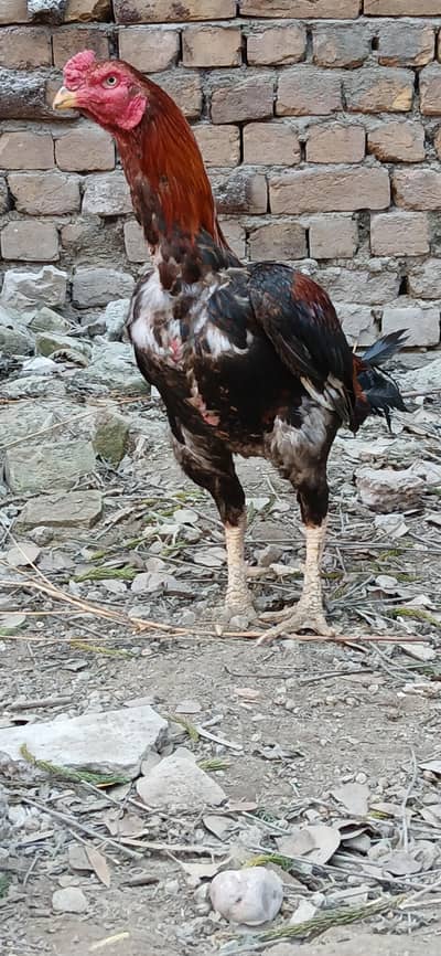 Mianawali Aseel eggs avaliable