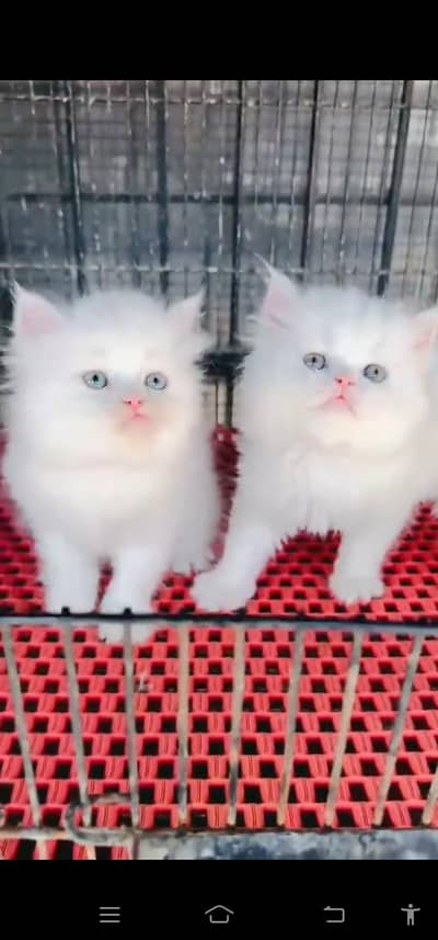 Quality Persian Punch face cat & kitten is 03233614642 WhatsApp