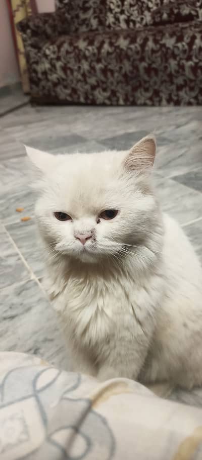 Trained & Quality Persian Cat Cheap Price