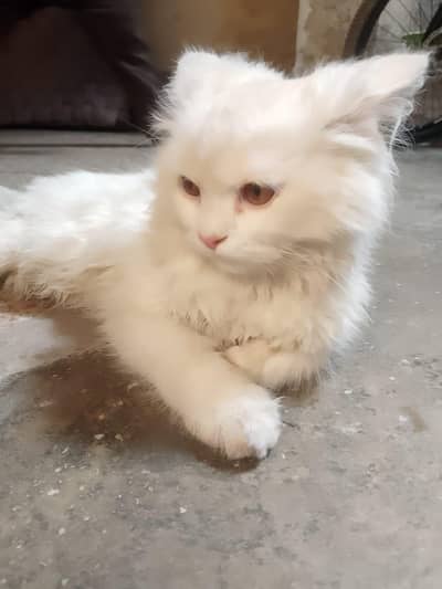Persian Cat