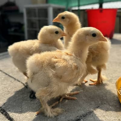 Golden Buff Heavy Blue Buff Heavy Cochin Chicks 1 Month old