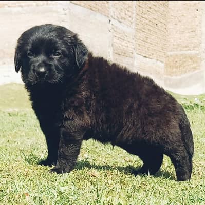 German Shepherd puppies for sale