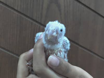Pineapple Conure High Red Factor Chicks Hand Tame