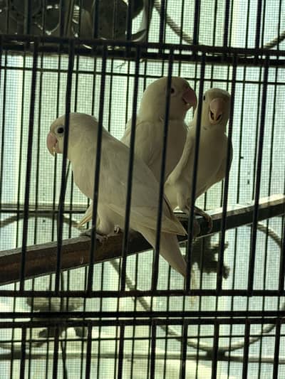 Love bird 3 pc ha mara pass 1 pair ha breeder or ak un ka chick ha