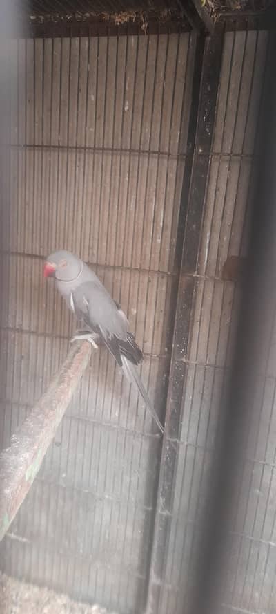 Grey parrots with two chiks0.3. 2.1. 6.5. 9.2. 9.9. 3