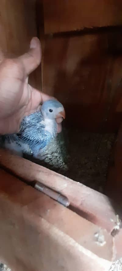 Grey parrots  two chiks0.3. 2.1. 6.5. 9.2. 9.9. 3