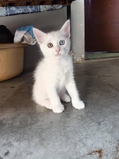 Turkish angora breed