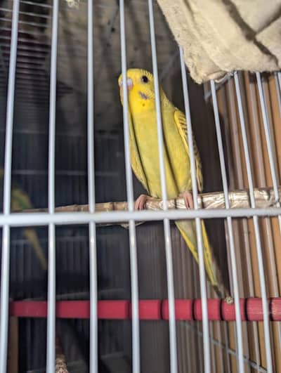 budgie pattey healthy active