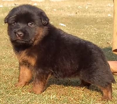 German Shepherd puppies for sale