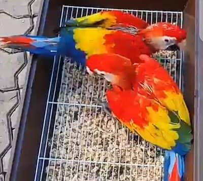 Red macow parrots chiks for sale 0341=7972=995