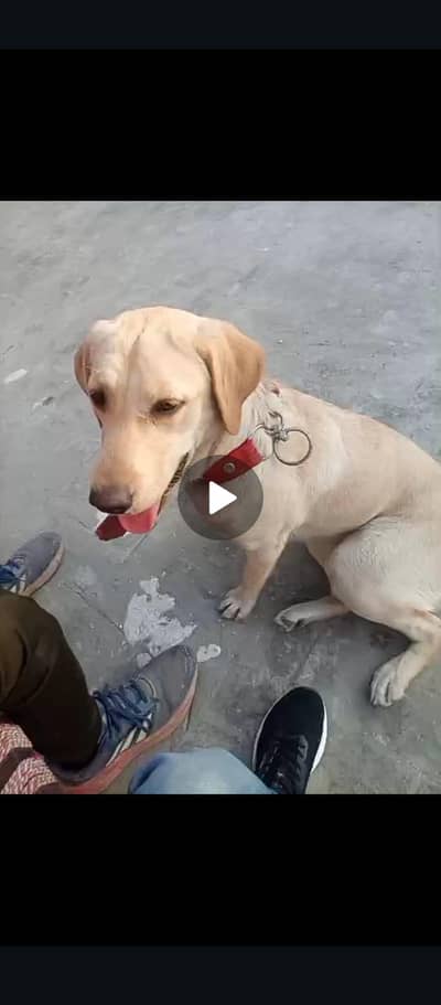 dog for sell femail healthy and active read to breed