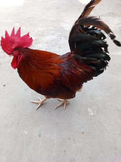 Burmi kurk chick  and Golden misri  Chick  And One  Desi Cock . . . .