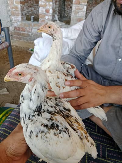 Hight Quality patho ka pair | blue eyes