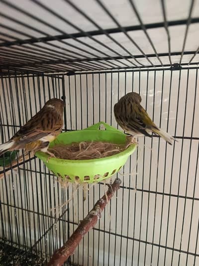 Gloster Breeder Pair