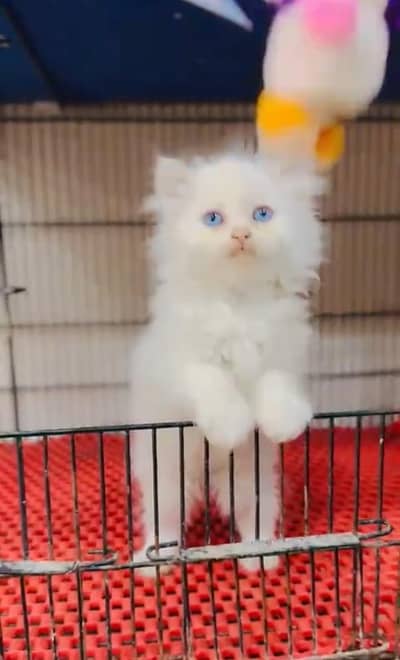 Persian Cats & Kittens for Sale may WhatsApp 03126762031