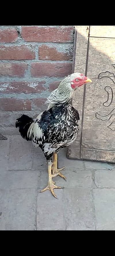 white Jawa Aseel Murga for sale