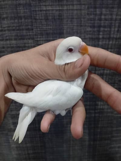 Albino Red eye cremino fisher parblue