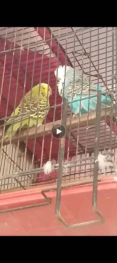 Exhibition quality birds