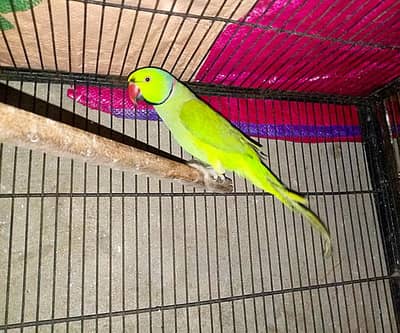 breader male 03143275503