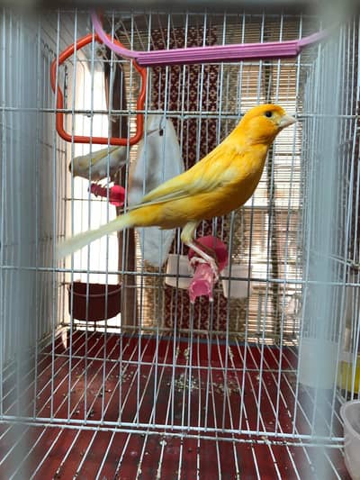 Full singing Canary Male