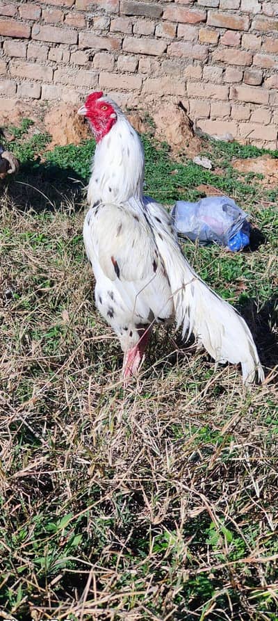 pure Mianwali white cheena murga for sale healthy and active High Qual