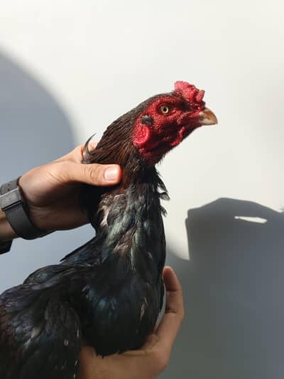 Aseel Lakha For Sale.