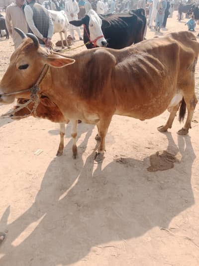 jarsi cow for sale 10kg mik do time ka nichy bachra 4 month ka