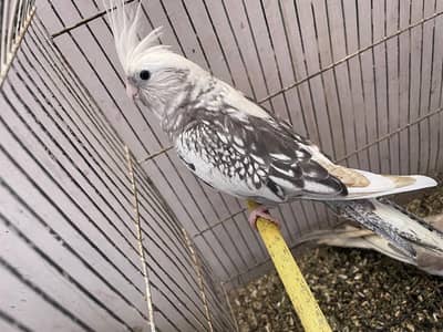 2 Cocktail Parrot final price 6000