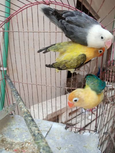 Quality opline and violet pestelino