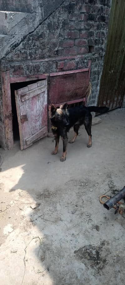 pure alshesham bigiari female