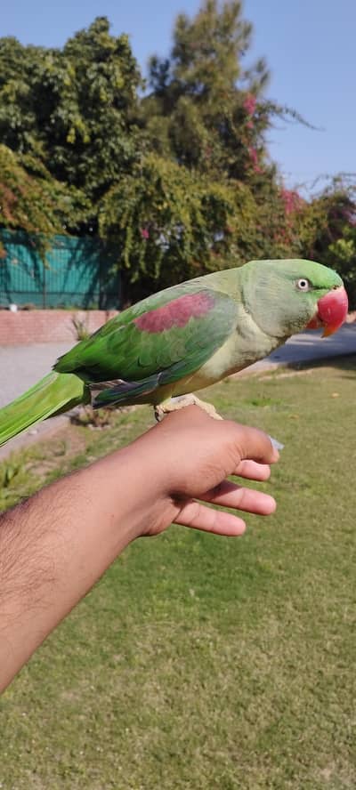 Female Raw Parrot -3 year Old - Talkative and friendly