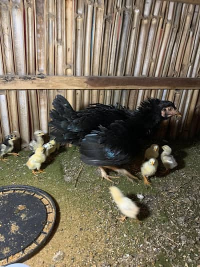 aseel chicks are available. . . . pure thai . . . pure shamo. . . . . burmi hint.