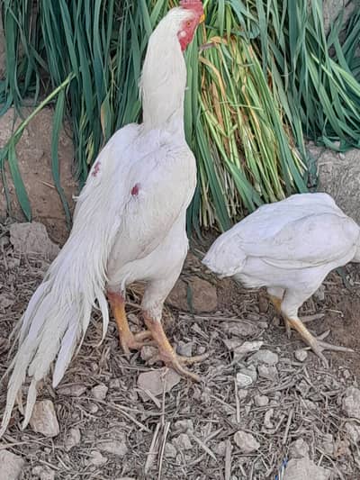 White Parrot beak Pair 03129597219