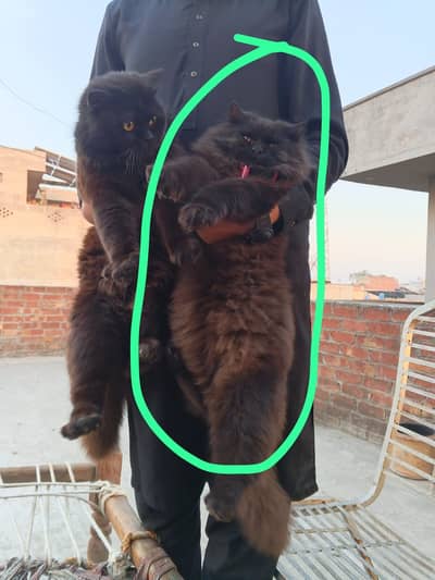 Pure persion triple coated male