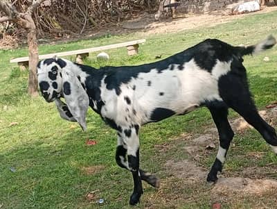 top class pure betal path pure white eyes long ears