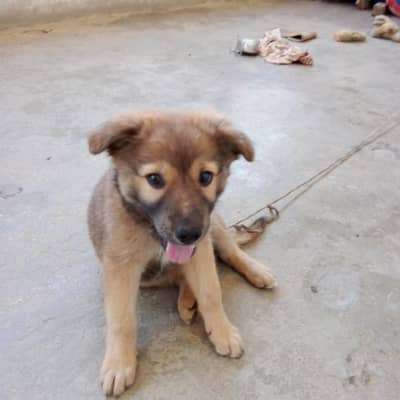 mix German Shepherd breed female l